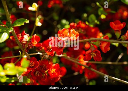 Chaenomeles sargentii, Chaenomeles è un genere di tre specie di arbusti spinosi decidui Foto Stock