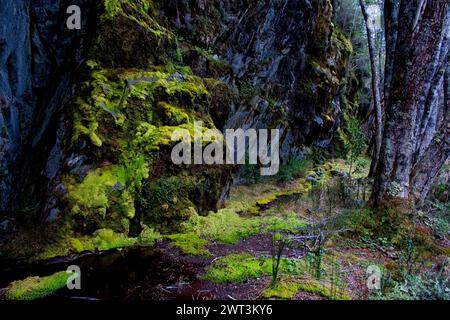 Una banca muta nella foresta sub-polare nella baia di Ainsworth. Foto Stock