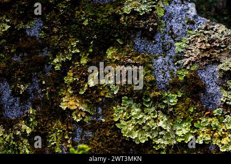 Le foreste subpolari di Magellano sono un'ecoregione dominata da alberi del genere Nothofagus. Nella parte occidentale dell'estremità meridionale del Sud America. Foto Stock