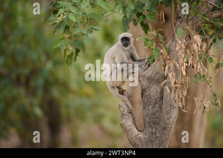 Scimmia di langur, Parco Nazionale di Corbett, India Foto Stock