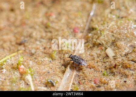 Insetto comune (Saldula saltatoria) Foto Stock