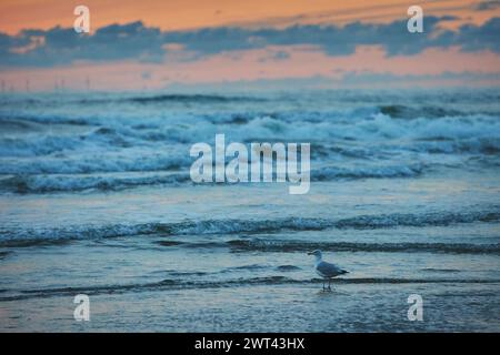 Un gabbiano al tramonto sul mare nei Paesi Bassi Foto Stock