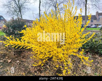 Forsythia in piena fioritura gialla, un giorno in un parco, a marzo. Foto Stock