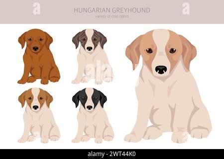 Cagnolino ungherese greyhound clipart. Pose diverse, set di colori per cappotti. Illustrazione vettoriale Illustrazione Vettoriale