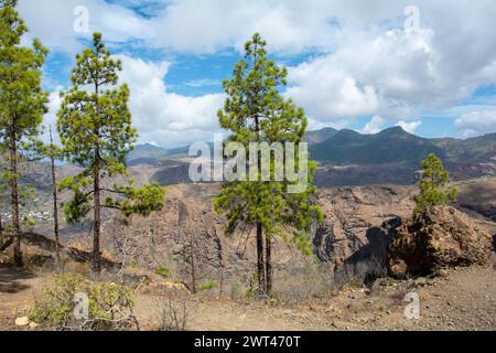 Pino delle Canarie ( Pinus canariensis ) su una montagna sull'isola di Gran Canaria in Spagna Foto Stock