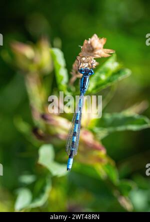 Un maschio di Damselfly blu comune (Enallagma cyathigerum) si è insediato su una pianta a lato del ponte mostrando il suo corpo allungato a strisce blu nere. Suffolk. REGNO UNITO Foto Stock