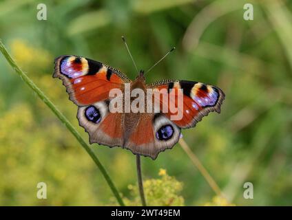 Una variopinta farfalla di pavone (Aglais io). Le ali si aprono, mostrando i suoi impressionanti occhi e i suoi colori sorprendenti. Suffolk Regno Unito Foto Stock