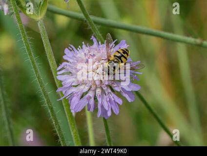 Batman Hoverfly - Myathropa florea conosciuta per il suo simbolo batman che si nutre di Scabious (Knautia arvensis ) , Suffolk, Regno Unito Foto Stock