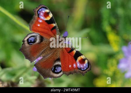 Una variopinta farfalla di pavone (Aglais io). Le ali si aprono, mostrando i suoi impressionanti occhi e i suoi colori sorprendenti. Suffolk Regno Unito Foto Stock