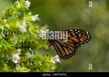 Fauna di Glan Canaria - farfalla monarca, Danaus plexippus Foto Stock