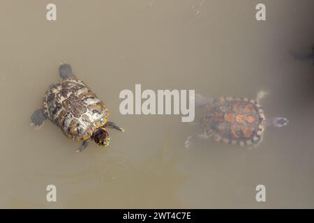 Un paio di tartarughe che nuotano in uno stagno. Tartarughe in acqua marrone fangosa. Foto Stock