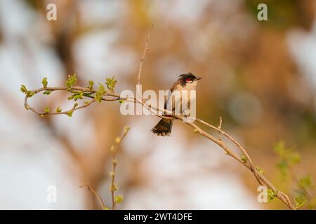 Bulbul di whisky rosso appollaiato su un ramo, India Foto Stock