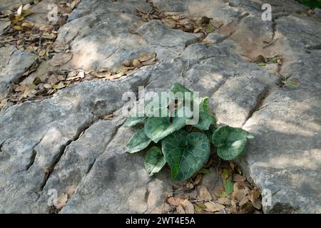 Foglie di ciclamino che crescono su un letto roccioso di una foresta mediterranea nelle montagne della Giudea, vicino a Gerusalemme, Israele. Foto Stock