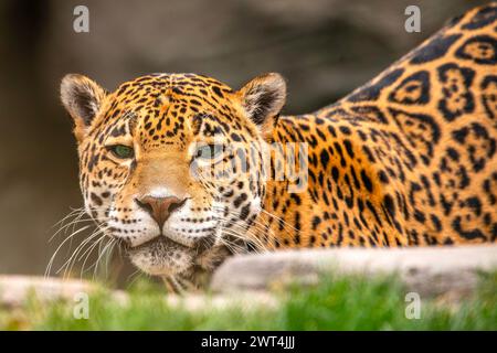 Leopardo Foto Stock