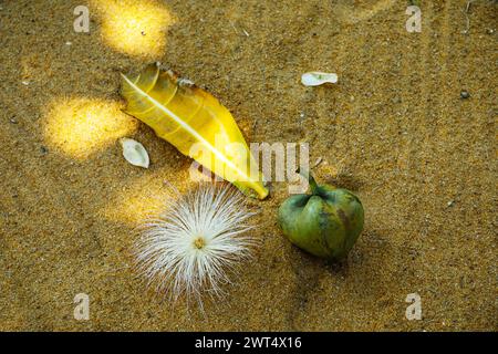 Fiori e frutti di Barringtonia asiatica bianca e rosa o albero di veleno di pesce , Putat o albero di veleno marino in piena fioritura sul suo albero. disteso sulla sabbia Foto Stock