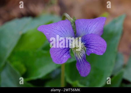Viola blu comune, viola sororia Foto Stock