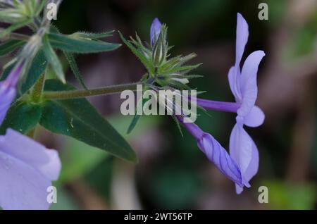 Blu selvaggio, Phlox Phlox divaricata Foto Stock