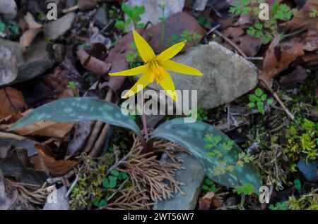 Giglio giallo, eritronio rostratum Foto Stock