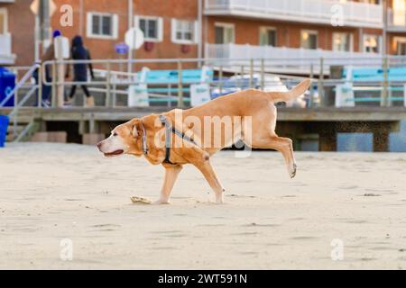 Foto di profilo del "Capo" del Senior Yellow Labrador che fa la sua famosa corsa di bronco sulla spiaggia di Avon by the Sea Foto Stock