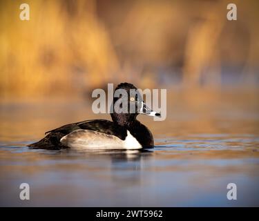 Anatra dal collo anatra - aythya collaris - drake nuota nello stagno con uno splendido sfondo dorato Foto Stock