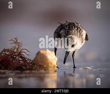 Sanderling - Calidris alba - si aggira intorno alla conchiglia e alle alghe marine sulla spiaggia di Bonita Springs, Florida Foto Stock