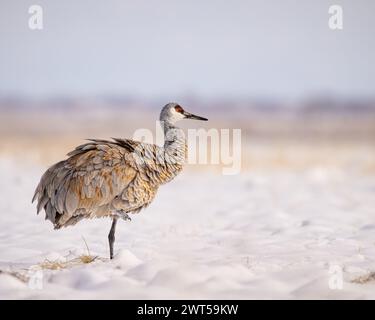 Gru Sandhill per adulti - grus canadensis - in piedi mentre riposa un piede con piume soffocate nel campo innevato di Monte Vista, Colorado Foto Stock