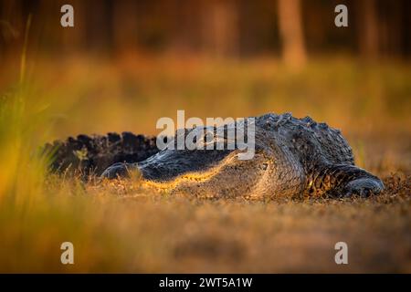 Large American Aligator - Alligator missippiensis - crogiolarsi sulla costa delle paludi della Florida, USA Foto Stock