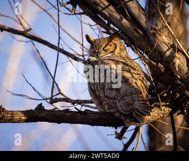 Gufo corneo maschile - bubo virginianus - che tormenta nell'albero con gli occhi chiusi nella calda luce del sole serale Foto Stock