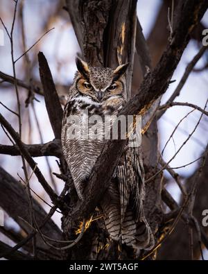 Maschio grande Gufo cornuto - bubo virginiano - che tormenta nell'albero facendo contatto visivo Foto Stock