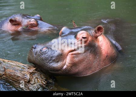 Hippopotamus al Taman Safari Indonesia a Cisarua, Bogor, Giava occidentale, Indonesia. Foto Stock