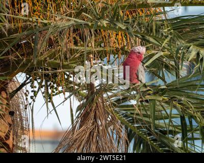 Galah, uccello australiano, arroccato in una palma, piume rosa che spiccano Foto Stock