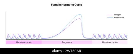 Ciclo di vita degli ormoni femminili, illustrazione. Livelli di estrogeni e progesterone nel periodo del ciclo mestruale e in gravidanza. Foto Stock