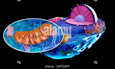 Illustrazione di una cella animale con un inserto di un mitocondrio (marrone). I mitocondri sono organelli che producono energia per una cellula. Foto Stock