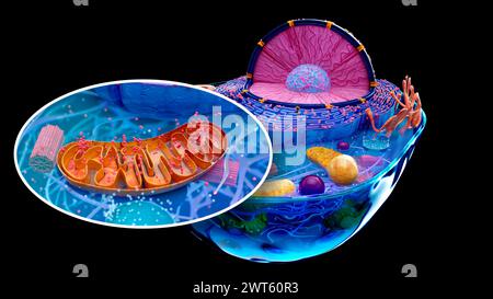 Illustrazione di una cella animale con un inserto di un mitocondrio (marrone). I mitocondri sono organelli che producono energia per una cellula. Foto Stock