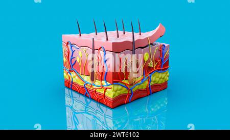 Illustrazione che mostra l'anatomia della pelle umana. Gli strati cutanei comprendono uno strato esterno di cellule morte della pelle (strato corneo), sotto il quale si trova l'epidermide, e poi il derma (strato più spesso), con l'ipodermide (tessuto sottocutaneo) contenente grasso, in basso. Il derma contiene follicoli piliferi, ghiandole sebacee, ghiandole sudore (eccrine), nervi e vasi sanguigni. Sotto la pelle si trova uno strato di tessuto connettivo e muscolo della fascia. Foto Stock