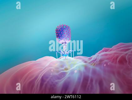 Illustrazione di un batteriofago T4 del virus Escherichia su un batterio E. coli. Il batteriofago, o fago, infetta e si replica all'interno dei batteri e può essere utilizzato per la terapia fagica. Foto Stock