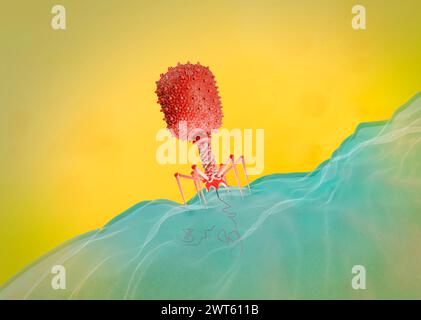 Illustrazione di un batteriofago T4 del virus Escherichia su un batterio E. coli. Il batteriofago, o fago, infetta e si replica all'interno dei batteri e può essere utilizzato per la terapia fagica. Foto Stock
