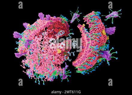 Molecole di sapone che distruggono un coronavirus, illustrazione concettuale. Le molecole di sapone hanno una testa idrofilica (che ama l'acqua) (blu) e una coda idrofobica (che ama il grasso) (verde), che è attratta dall'involucro lipidico del virus e rompe la membrana lipidica e le molecole di spike. Foto Stock