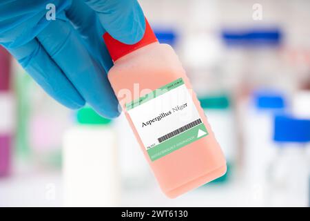 Aspergillus niger fungus. Uno stampo di colore nero utilizzato nella produzione di acido citrico è ampiamente utilizzato come conservante alimentare e esaltatore di sapidità. Foto Stock
