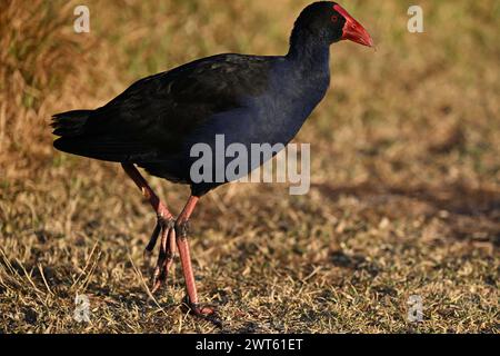 Vista laterale di una palude viola, o Pukeko, che cammina in un'area coperta di erba secca, mentre un po' di erba poggia in cima al becco dell'uccello, all'alba Foto Stock