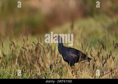 Vista laterale di una palude viola, o Pukeko, che si erge in cima a un tumulo circondato da erba lunga Foto Stock