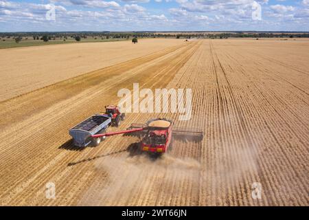 Antenna della mietitrebbiatrice che scarica il grano in un cassonetto vicino a Wallumbilla sulla Maranoa Queensland Australia Foto Stock