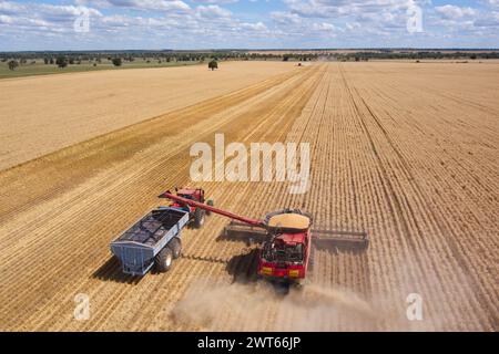 Antenna della mietitrebbiatrice che scarica il grano in un cassonetto vicino a Wallumbilla sulla Maranoa Queensland Australia Foto Stock