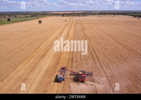 Antenna della mietitrebbiatrice che scarica il grano in un cassonetto vicino a Wallumbilla sulla Maranoa Queensland Australia Foto Stock