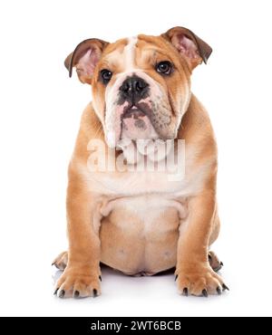 Giovani Bulldog inglese di fronte a uno sfondo bianco Foto Stock