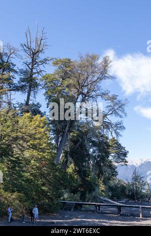 Foto scattata dalla riva di un corpo d'acqua, di grandi alberi delicati e vegetazione con un cielo azzurro limpido in cima, a Bosque los Arrayanes, Argentina Foto Stock