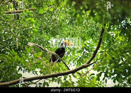 Un individuo femminile di carpino annodato, o talvolta chiamato Sulawesi corna ruvida (Rhyticeros cassidix), nella riserva naturale di Tangkoko, Sulawesi settentrionale, Indonesia. Un rapporto di un team di scienziati guidati da Marine Joly, basato su una ricerca condotta dal 2012 al 2020, ha rivelato che la temperatura aumenta fino a 0,2 gradi Celsius all'anno nella foresta di Tangkoko, e anche l'abbondanza complessiva di frutta è diminuita. "Gran parte della percezione pubblica degli effetti della crisi climatica è legata a scenari calcolati per il 2050 e oltre. Eppure gli effetti della crisi climatica sono attuali... Foto Stock