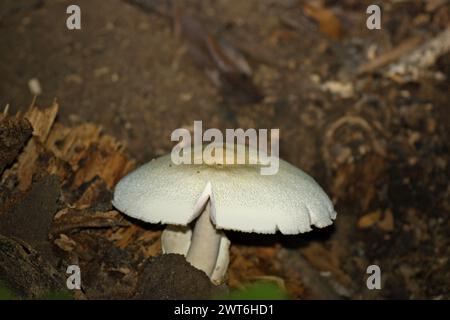 Una specie non identificata di funghi è fotografata nella riserva naturale di Tangkoko, Sulawesi settentrionale, Indonesia. Oltre 6.000 animali, funghi e piante a rischio di estinzione sono minacciati dai cambiamenti climatici e dalle condizioni meteorologiche avverse in ogni regione del mondo, secondo un articolo del gennaio 2024 su IUCN.org. "Gli effetti del cambiamento climatico anche sulle specie più piccole possono minacciare gli ecosistemi", hanno scritto i redattori. Perché è importante? "Oltre al loro valore intrinseco, le specie svolgono un ruolo essenziale negli ecosistemi, che a loro volta forniscono servizi vitali agli esseri umani", hanno aggiunto. Foto Stock