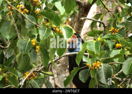 Un individuo femminile di carpino annodato, o talvolta chiamato Sulawesi corpino rugoso (Rhyticeros cassidix), viene fotografato mentre si forgia mentre si appollaiano su un ramo di un albero di fico in un'area vegetata vicino al Monte Tangkoko e al Monte Duasudara a Bitung, Sulawesi settentrionale, Indonesia. Un rapporto di un team di scienziati guidati da Marine Joly, basato su una ricerca condotta dal 2012 al 2020, ha rivelato che la temperatura aumenta fino a 0,2 gradi Celsius all'anno nella foresta di Tangkoko, e anche l'abbondanza complessiva di frutta è diminuita. Foto Stock