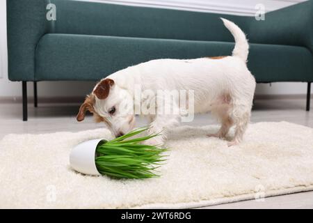 Un cane carino vicino alla pianta rovesciata su un tappeto al coperto Foto Stock